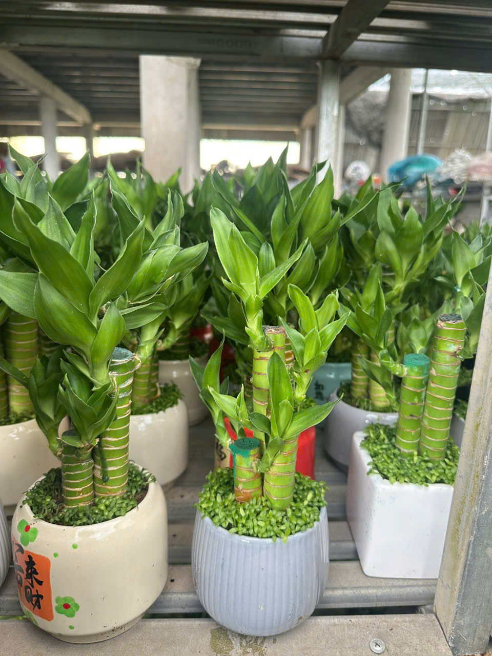 Cây Trúc Phát Tài ảnh 7