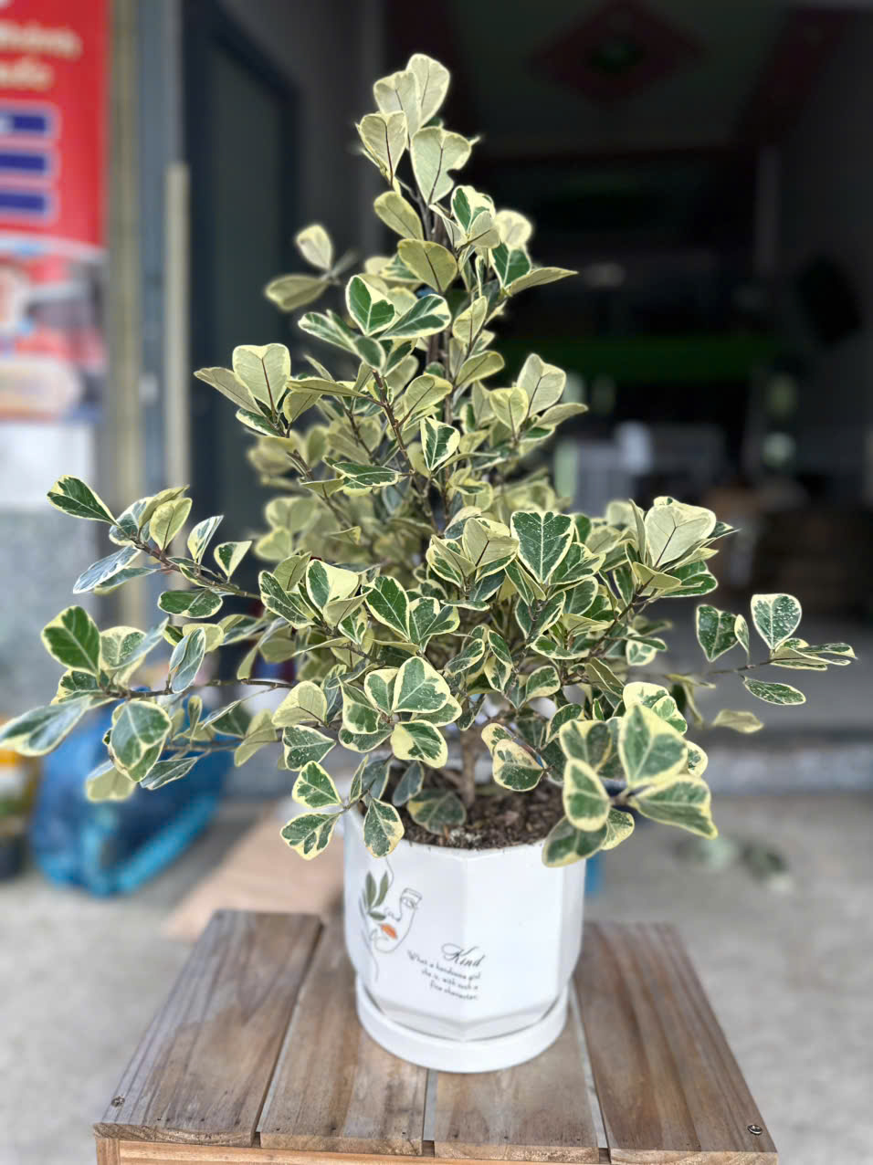 Cây Bàng Tam Phúc ảnh 2