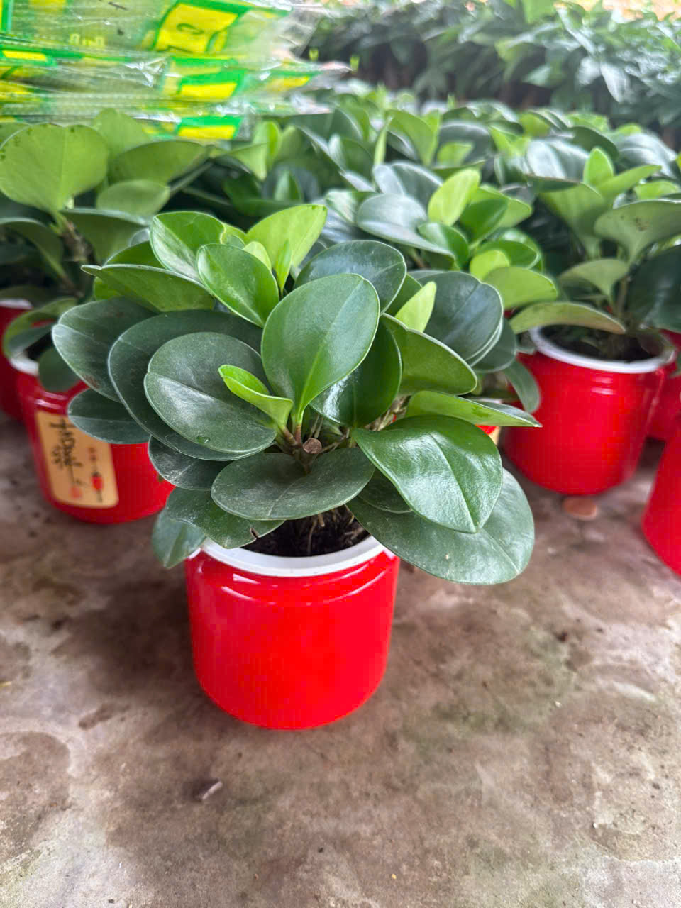 Cây Trường Sinh