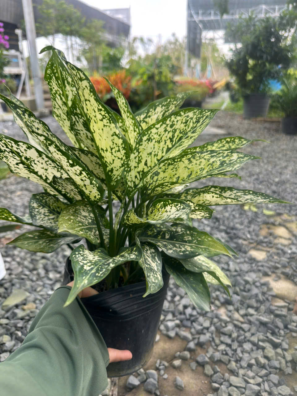 Cây Ngọc Ngân ảnh 5