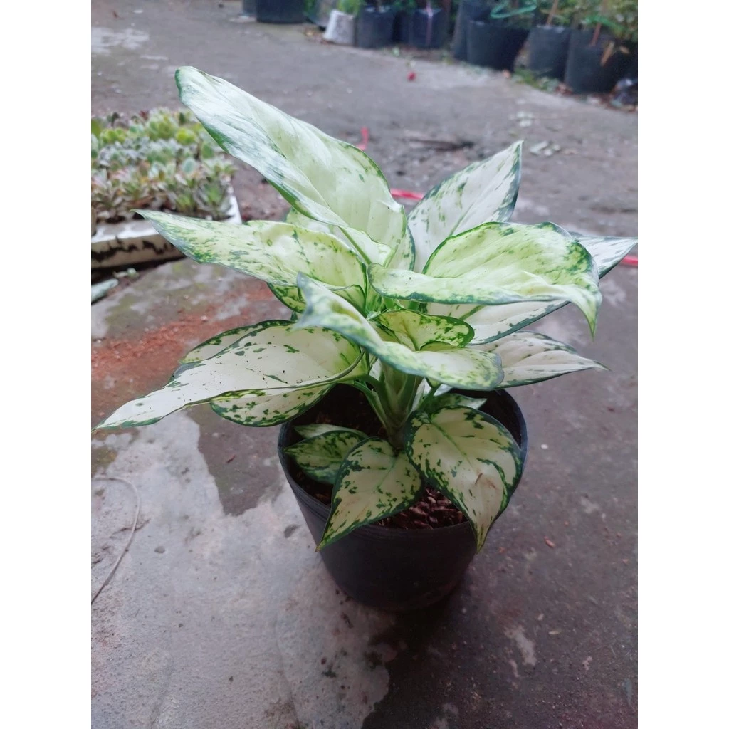 Cây Vạn Lộc Trắng ảnh 2