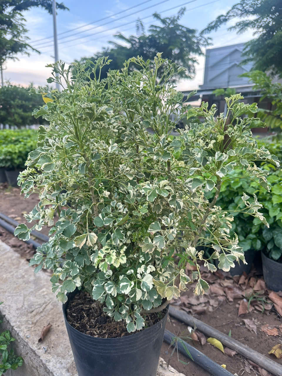 Cây Đinh Lăng Cẩm Thạch ảnh 5