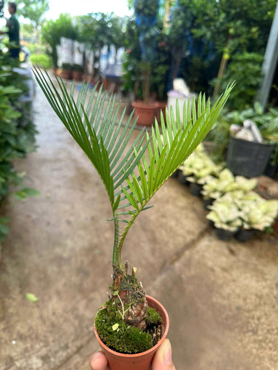 Cây Vạn Tuế Mini ảnh 4