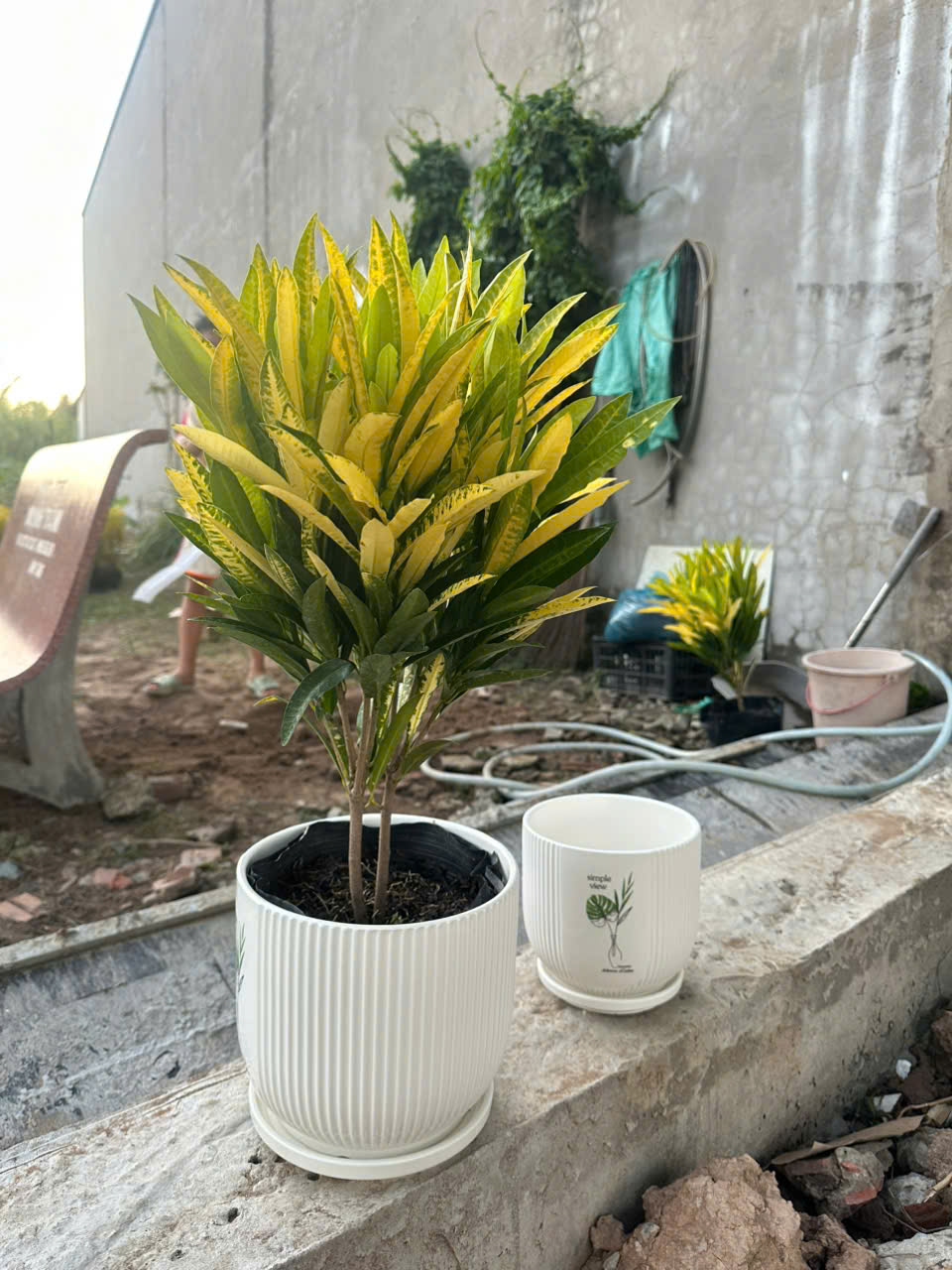Cây Hoàng Kim ảnh 4