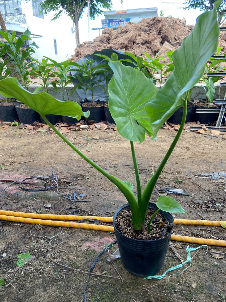 Cây Ráy Voi ảnh 6