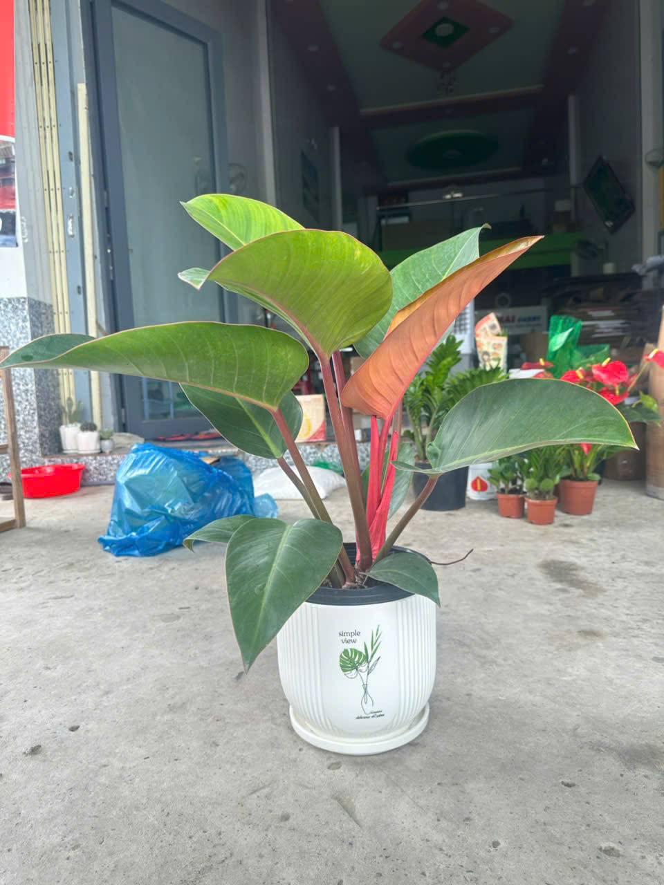 Cây Đế Vương Nâu