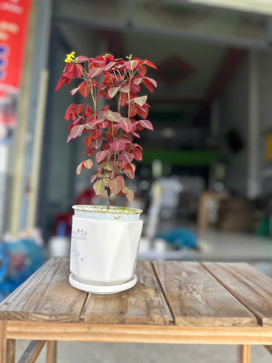 Cây Bướm Đêm Lá Đỏ (Oxalis) ảnh 3