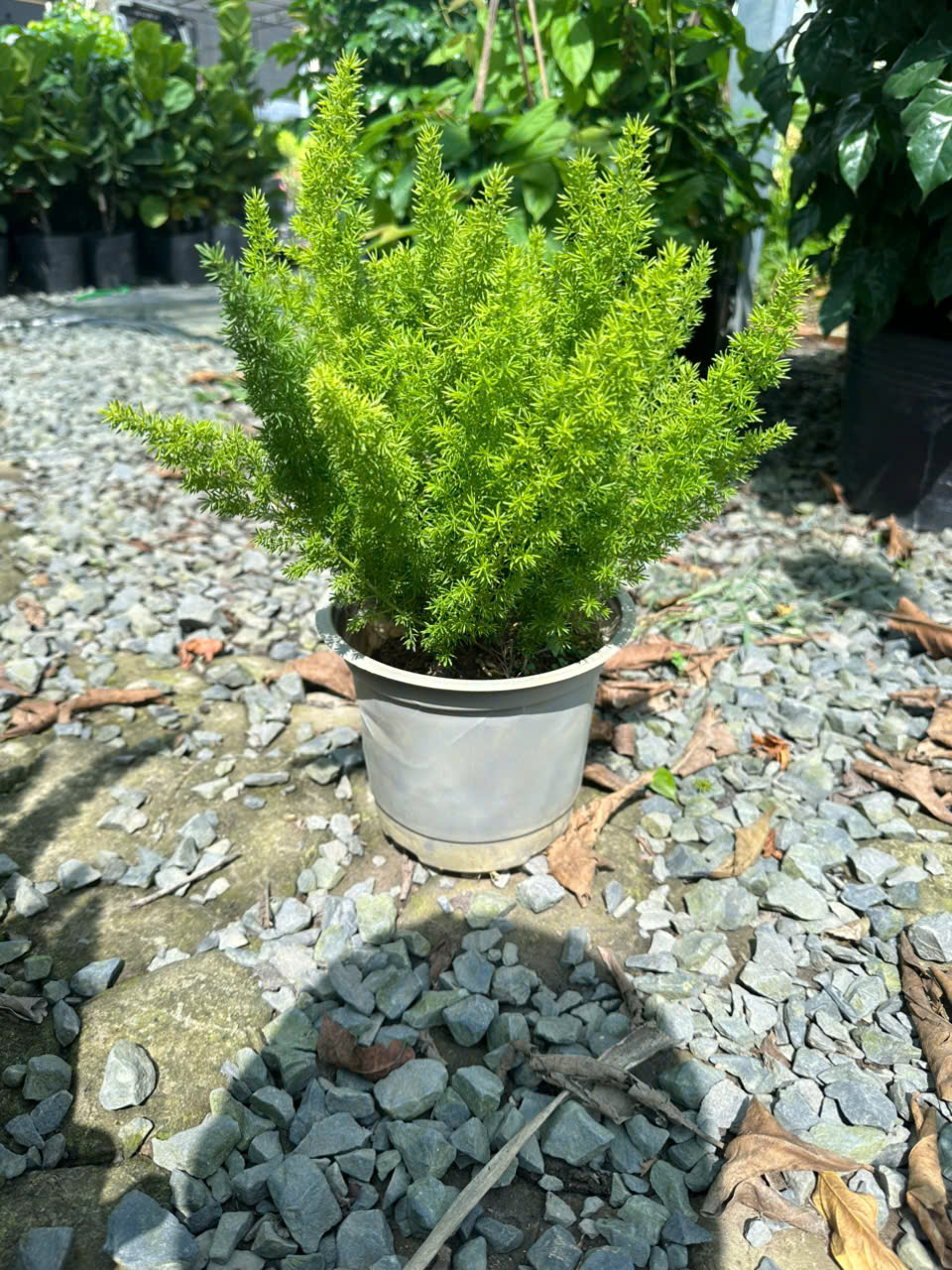Cây Thiên Môn Đông (Đuôi Chồn) ảnh 4