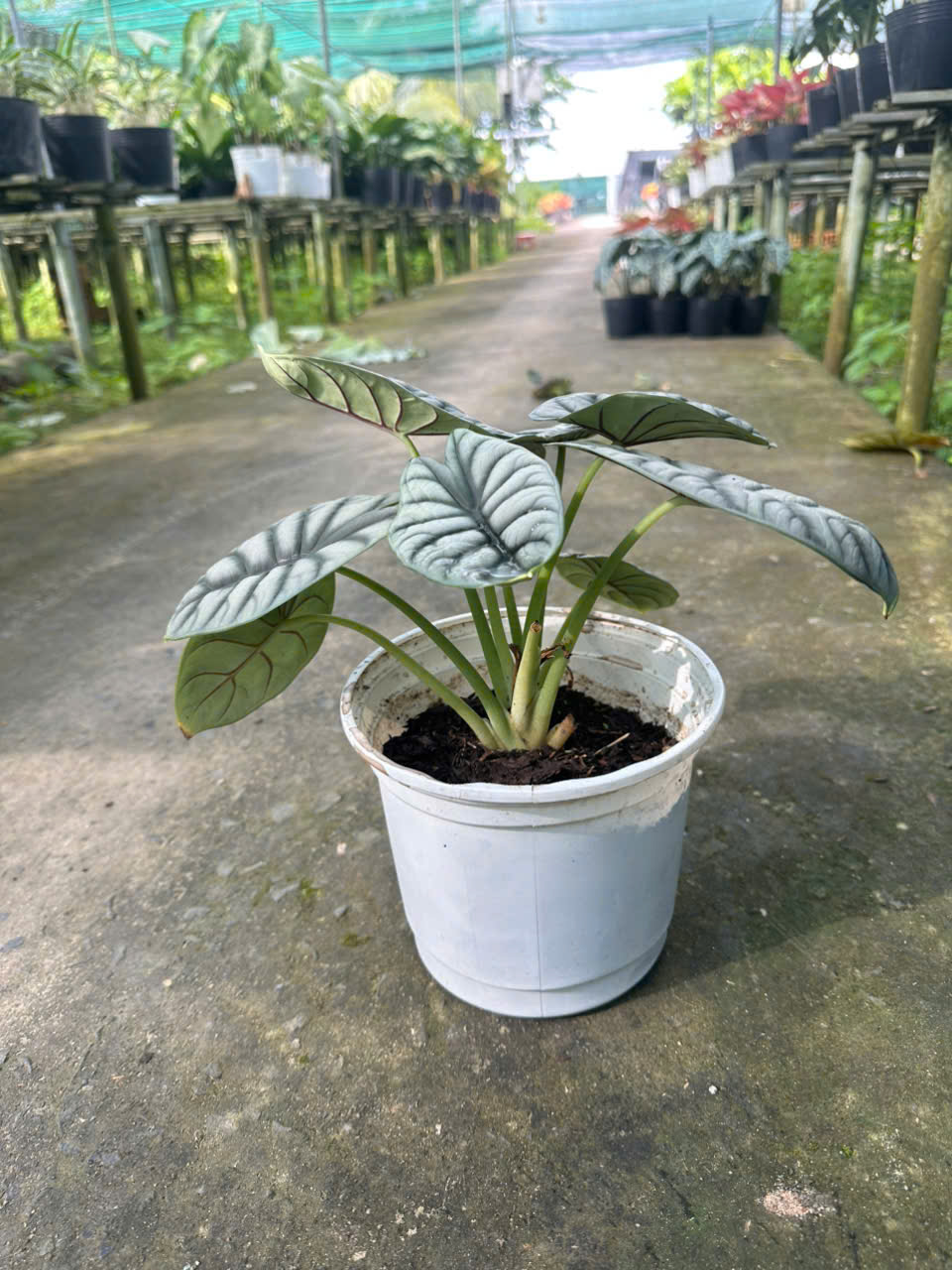 Cây Rồng Bạc ảnh 3