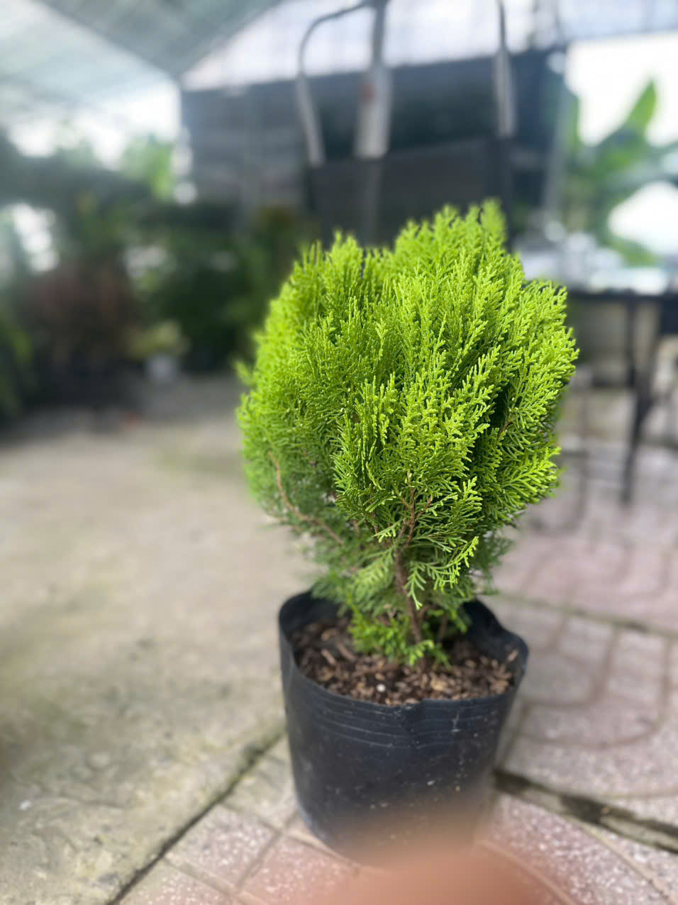 Cây Trắc Bách Diệp ảnh 5