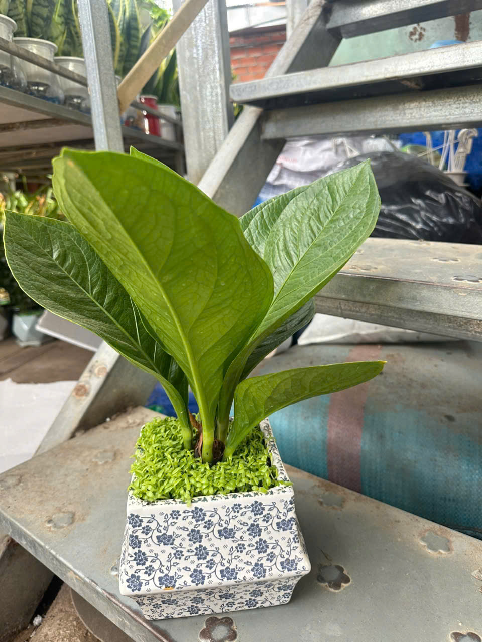 Cây Giáng Tiền – ANTHURIUM JENMANII ảnh 7