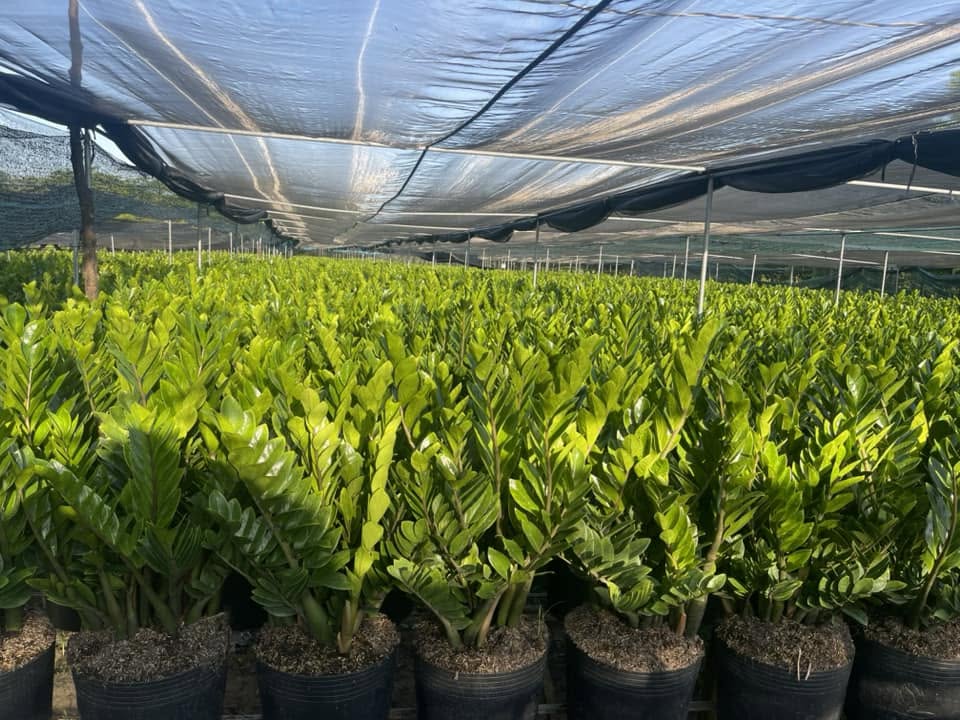 Cây Kim Tiền ảnh 4