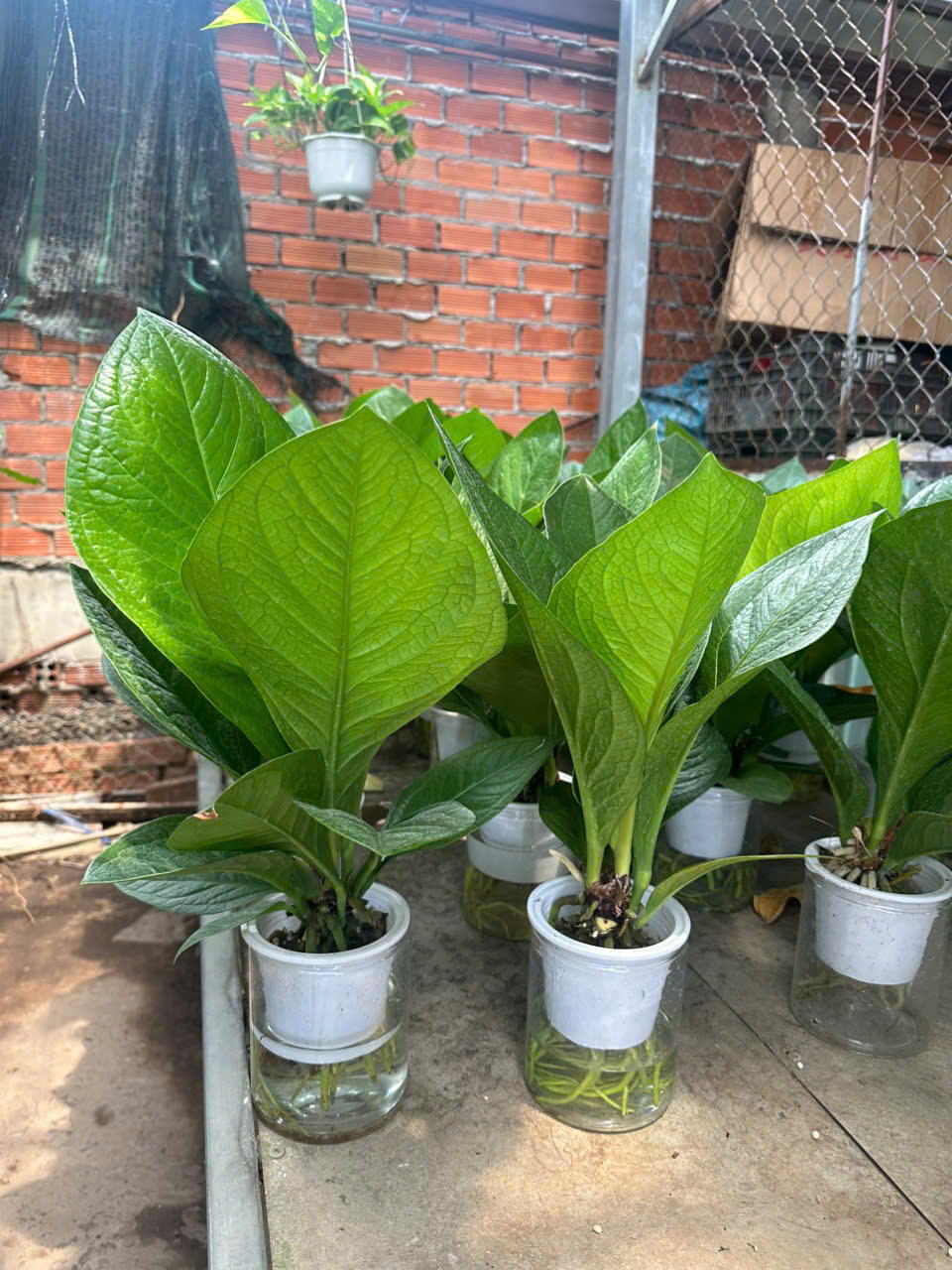 Cây Giáng Tiền – ANTHURIUM JENMANII ảnh 5