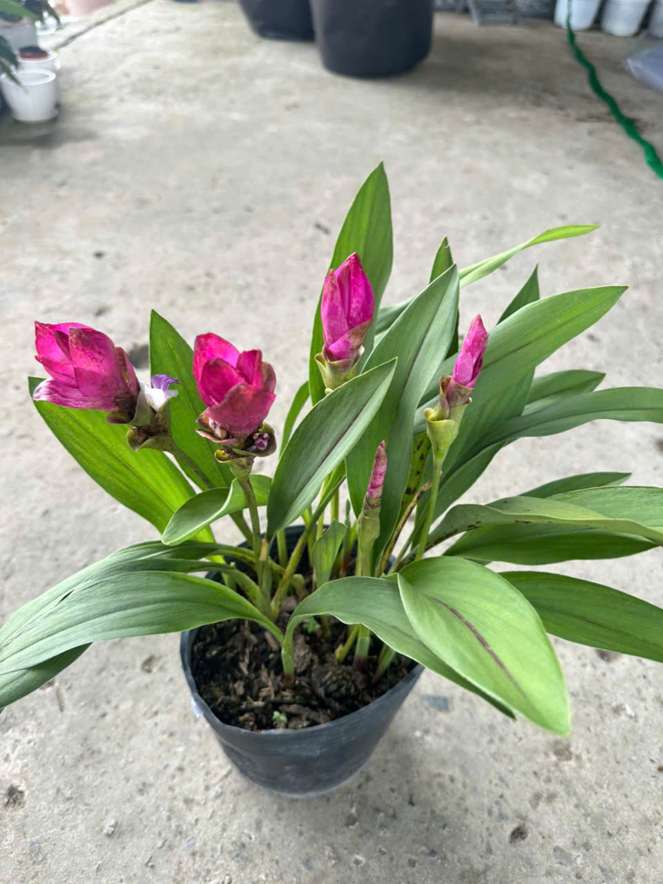 Cây Nghệ Sen ảnh 6