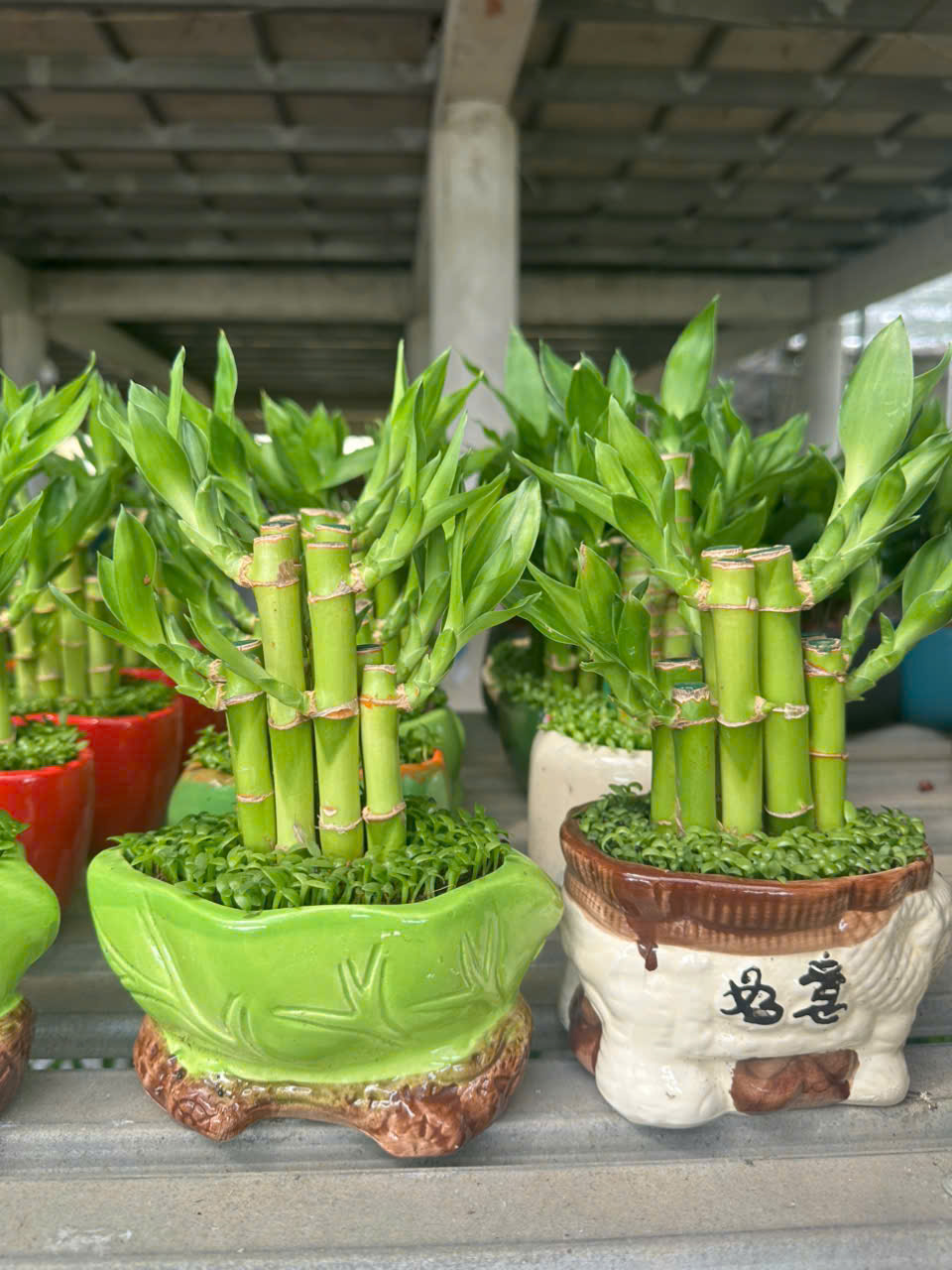 Cây Trúc Phát Tài ảnh 5