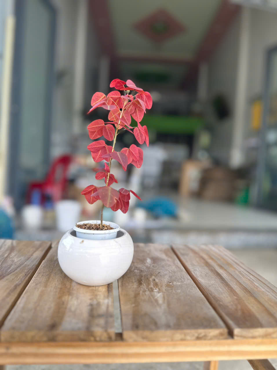 Cây Bướm Đêm Lá Đỏ (Oxalis) ảnh 7