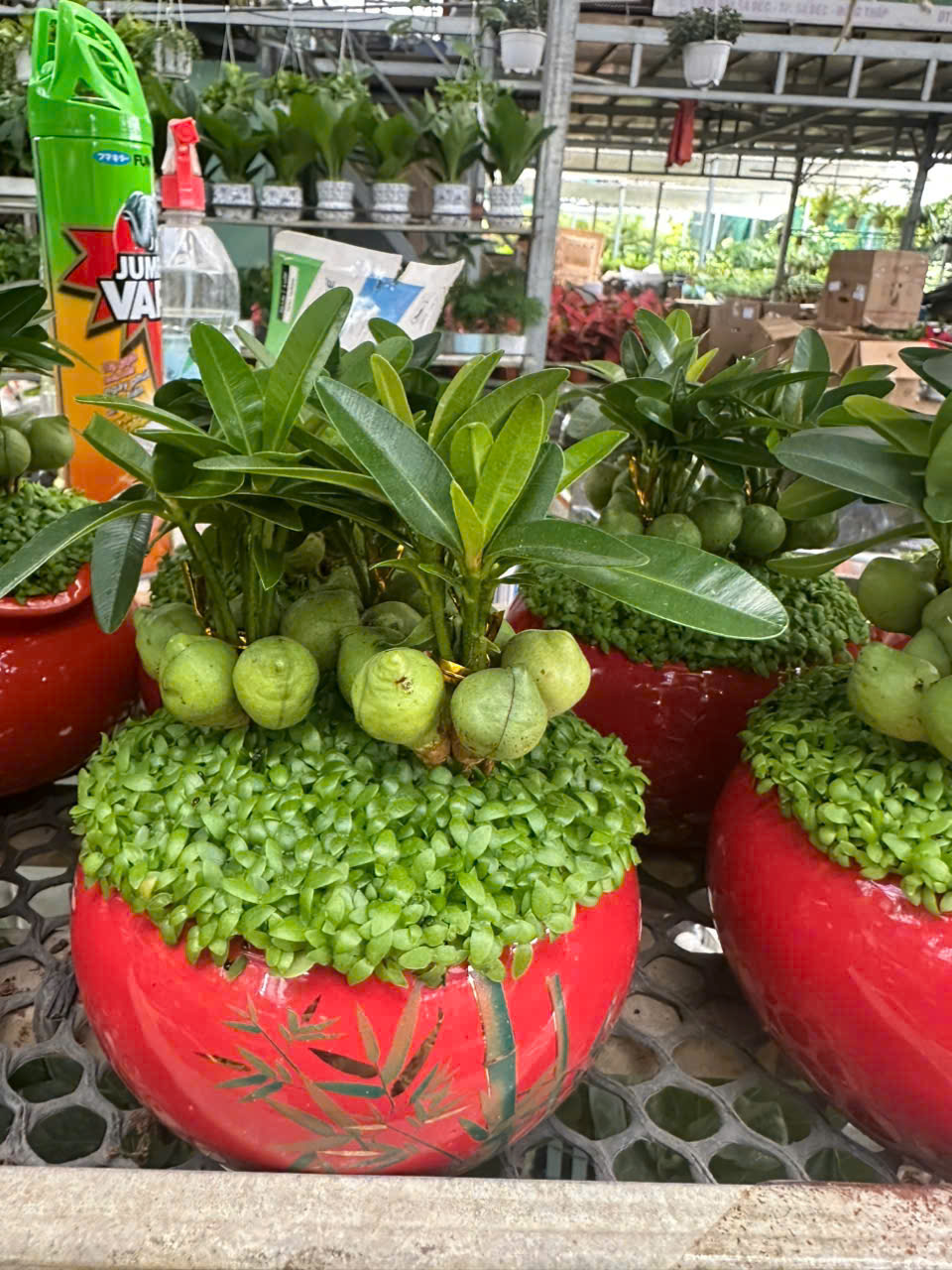 Cây May Mắn / Cây Tài Lộc ảnh 10