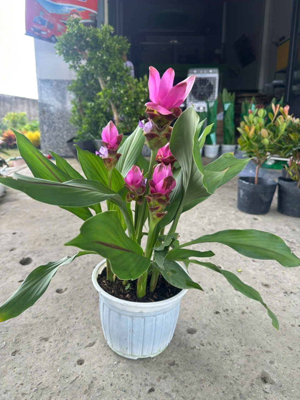 Cây Nghệ Sen