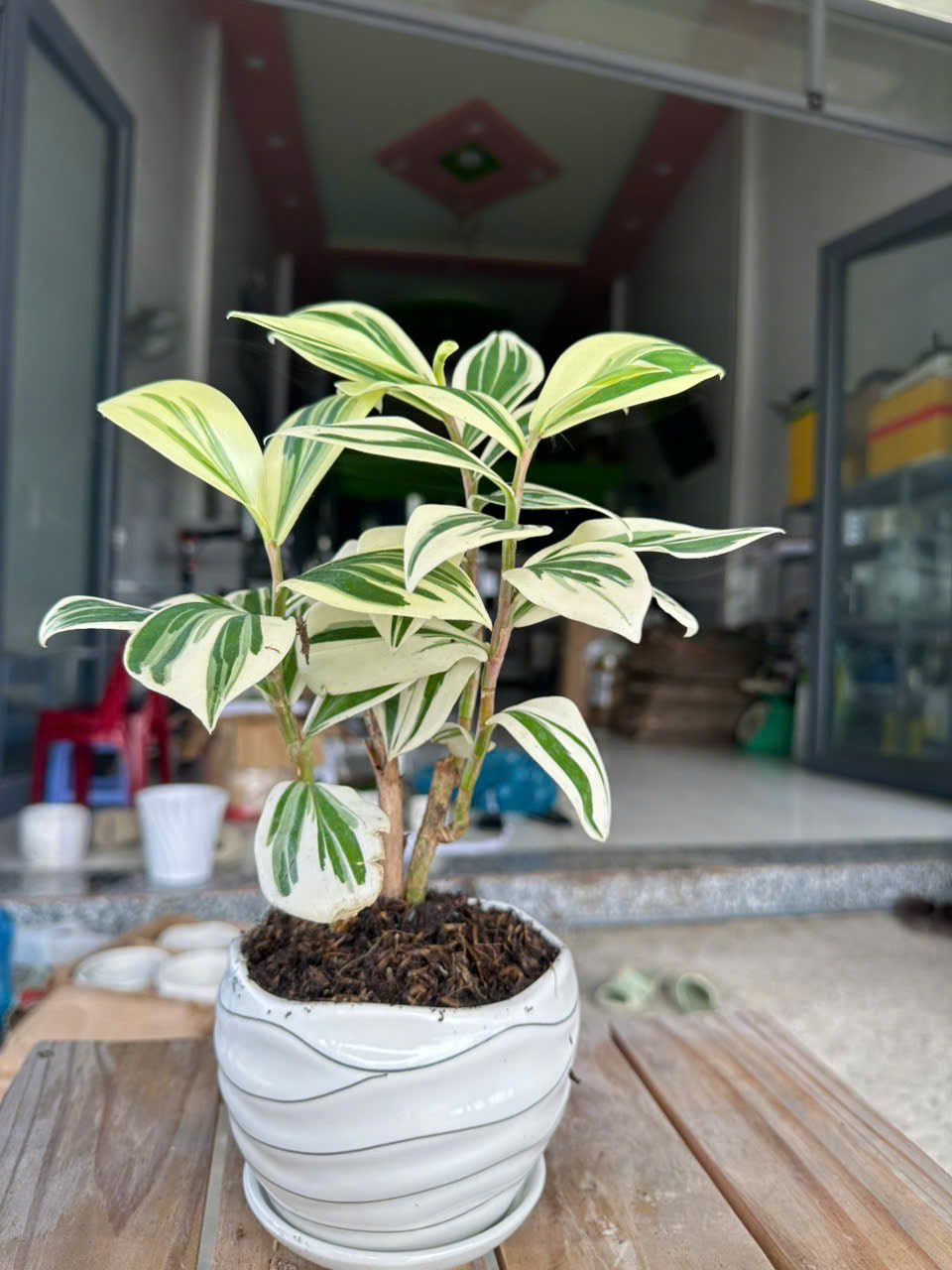Cây Chong Chóng Var ảnh 4