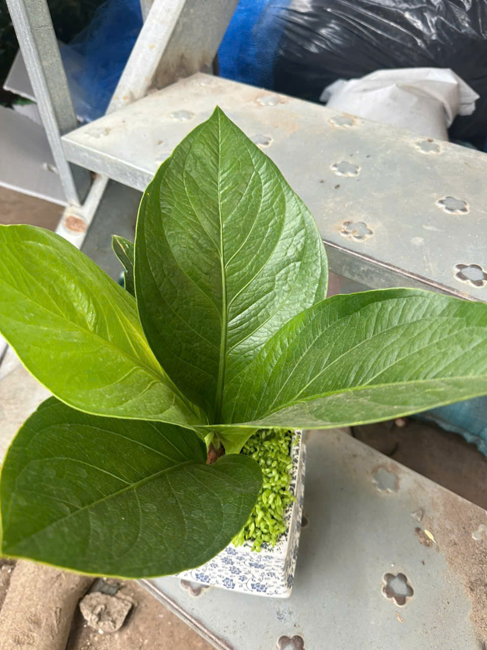 Cây Giáng Tiền – ANTHURIUM JENMANII ảnh 9