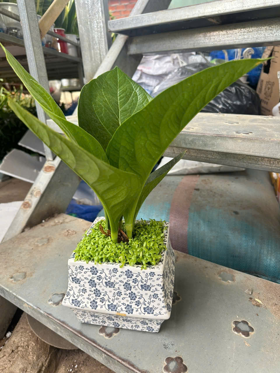 Cây Giáng Tiền – ANTHURIUM JENMANII ảnh 8