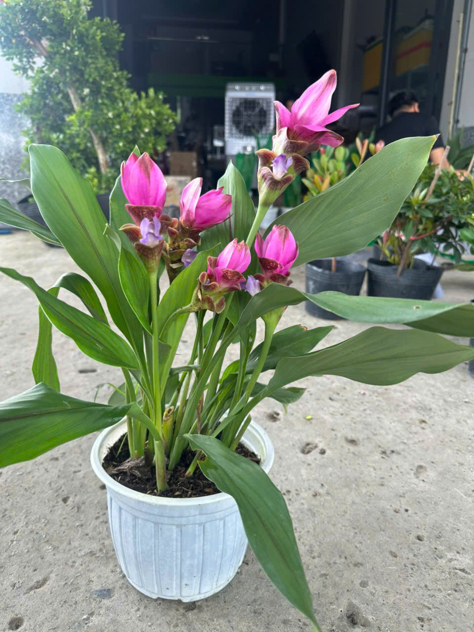 Cây Nghệ Sen ảnh 9