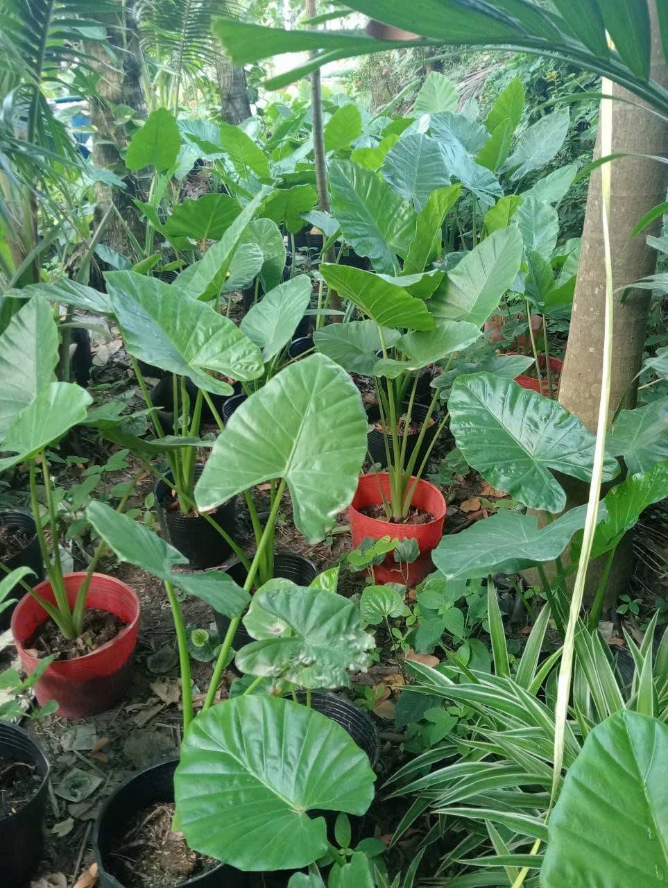 Cây Ráy Voi ảnh 2