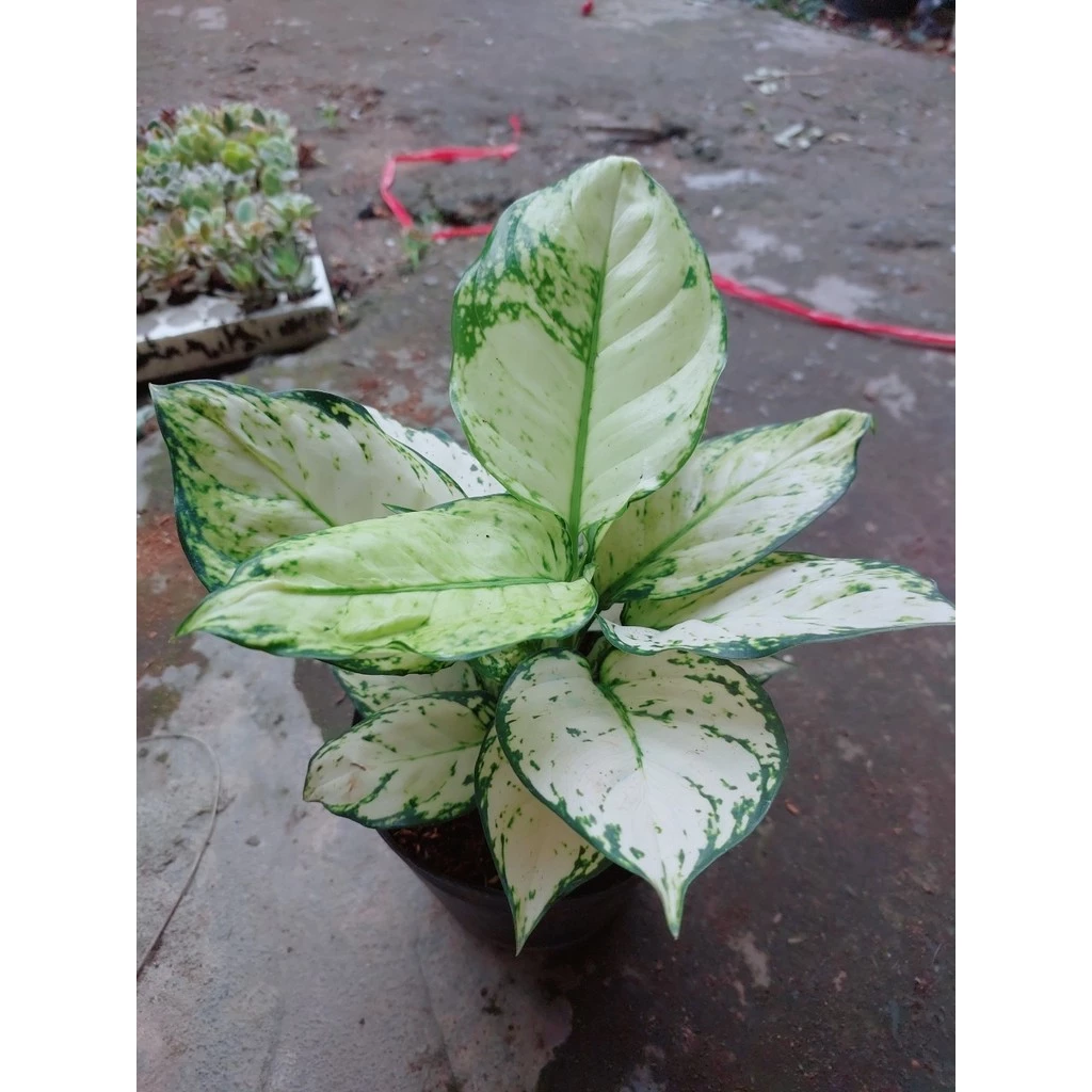 Cây Vạn Lộc Trắng ảnh 3