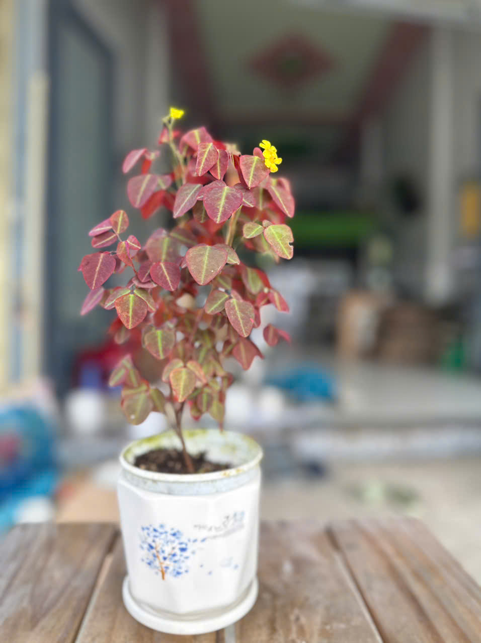 Cây Bướm Đêm Lá Đỏ (Oxalis) ảnh 9