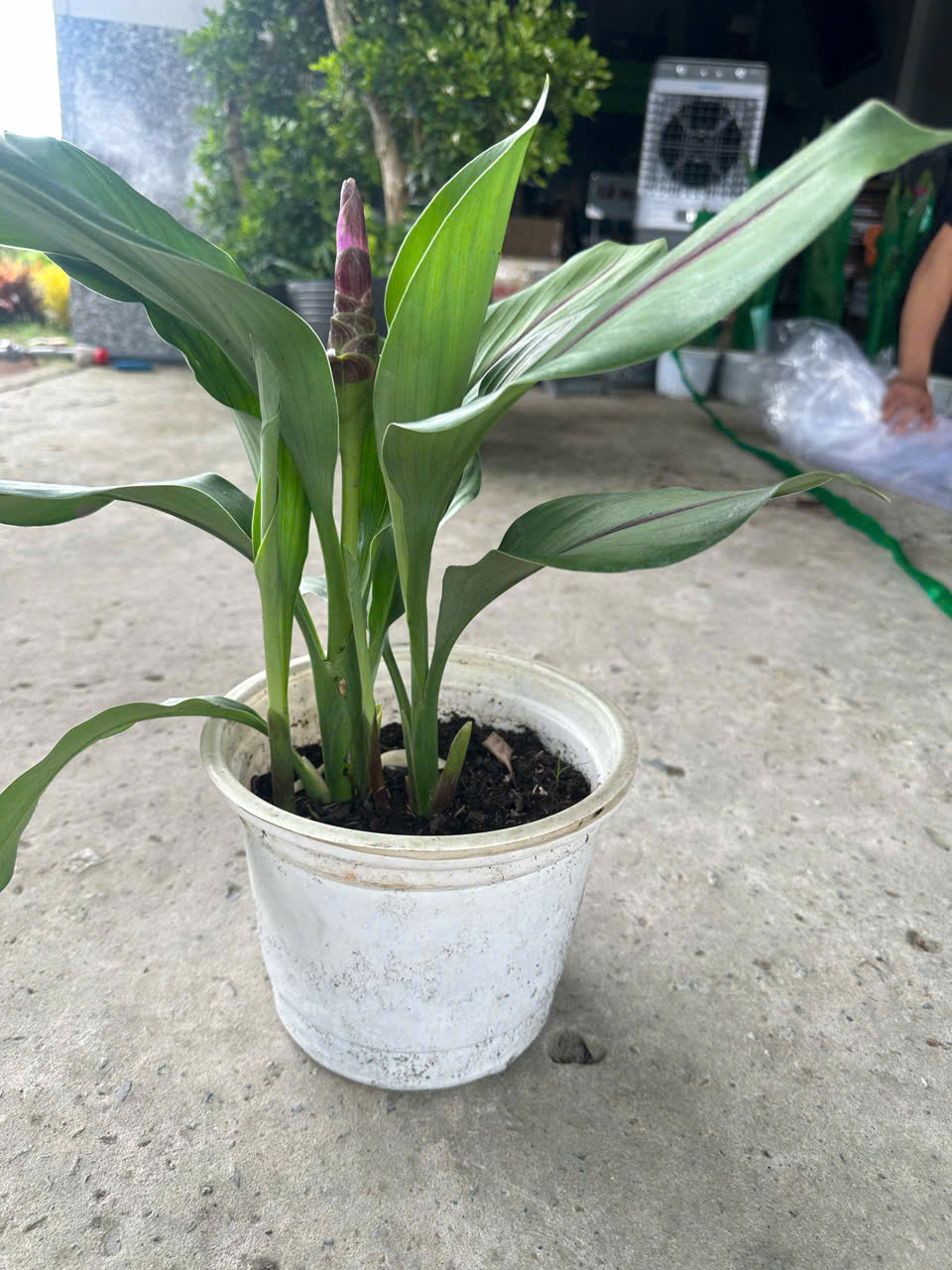 Cây Nghệ Sen ảnh 5