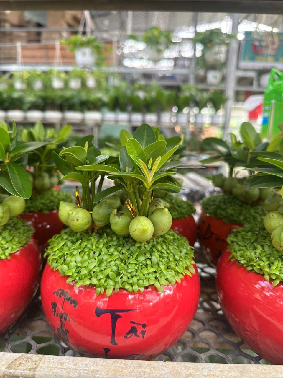 Cây May Mắn / Cây Tài Lộc ảnh 9