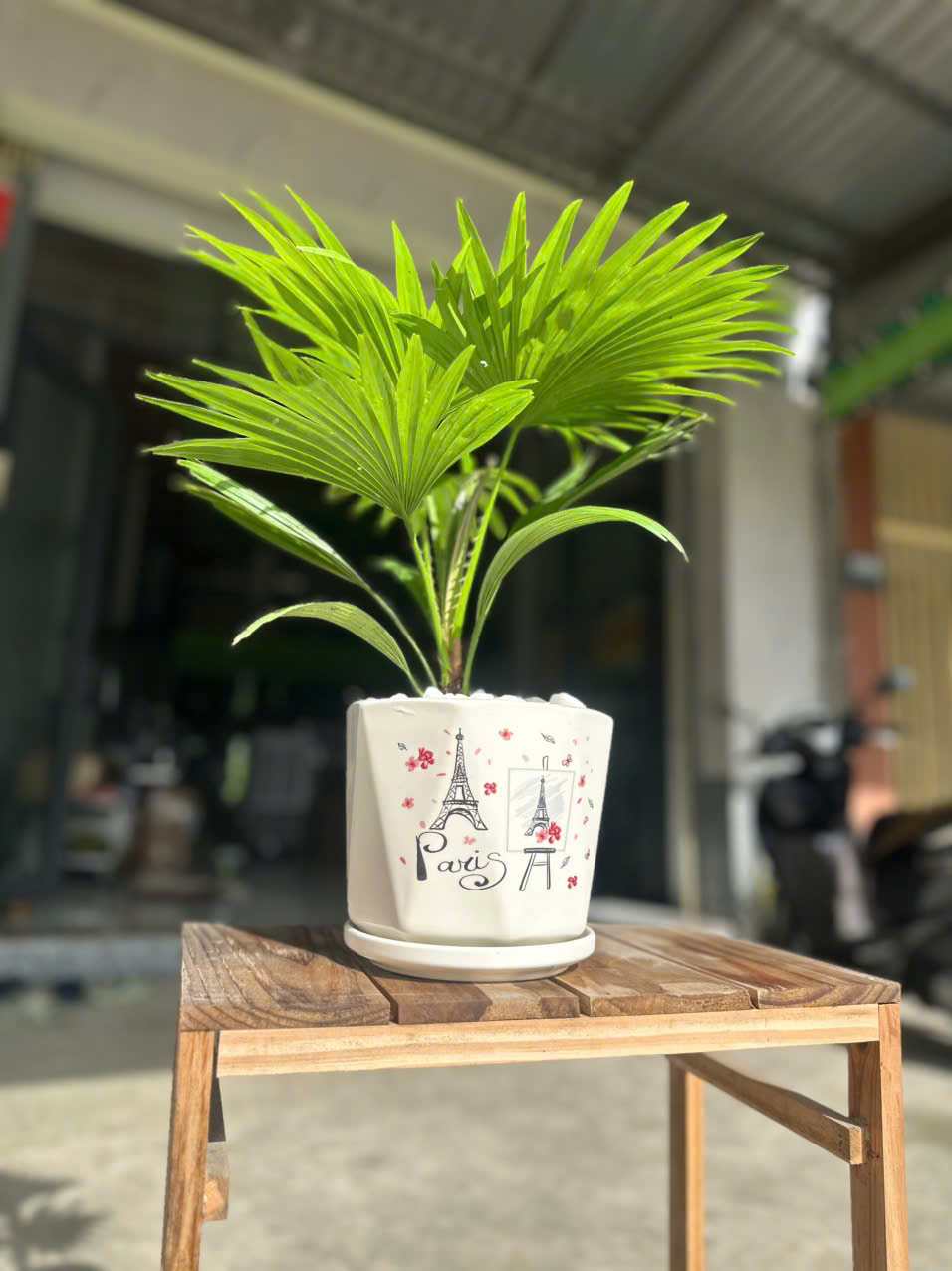 Cây Cọ Nhật ảnh 3