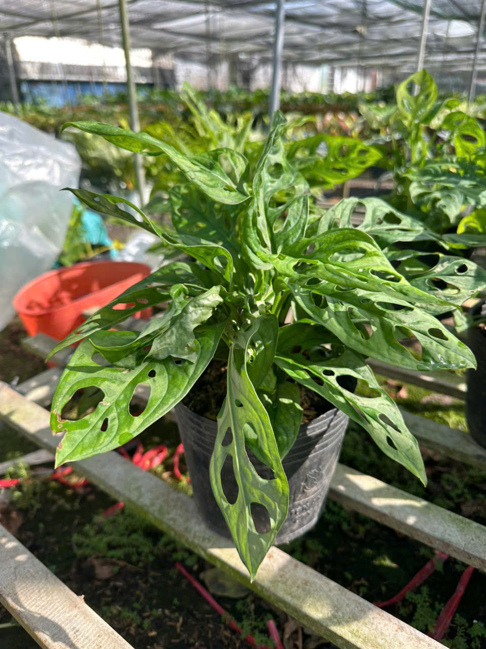 Cây Monstera Adansonii (Trầu Bà Lỗ) ảnh 5