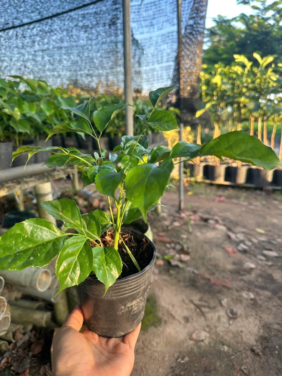 Cây Hạnh Phúc ảnh 3