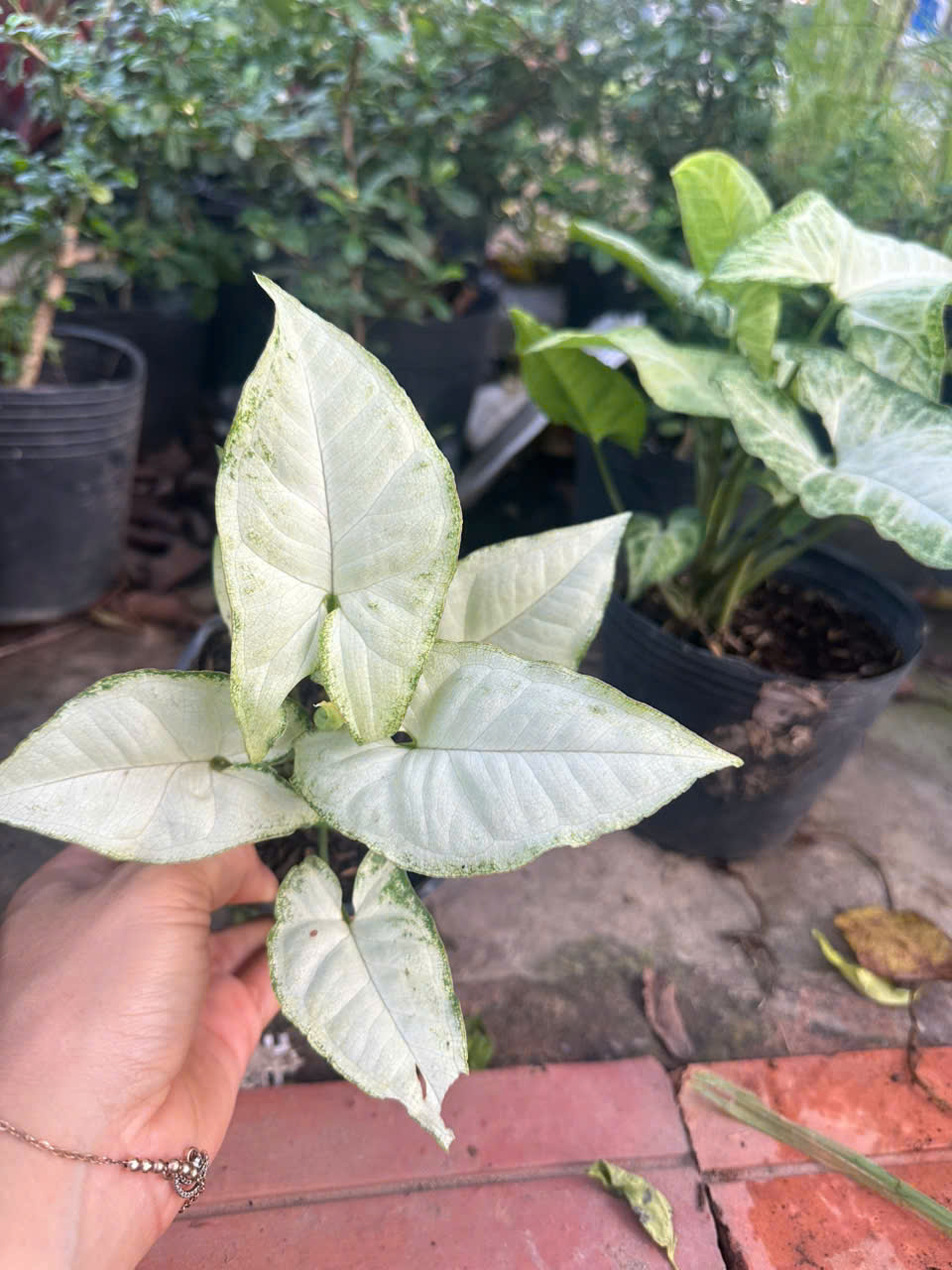 Trầu Bà Trắng ảnh 7