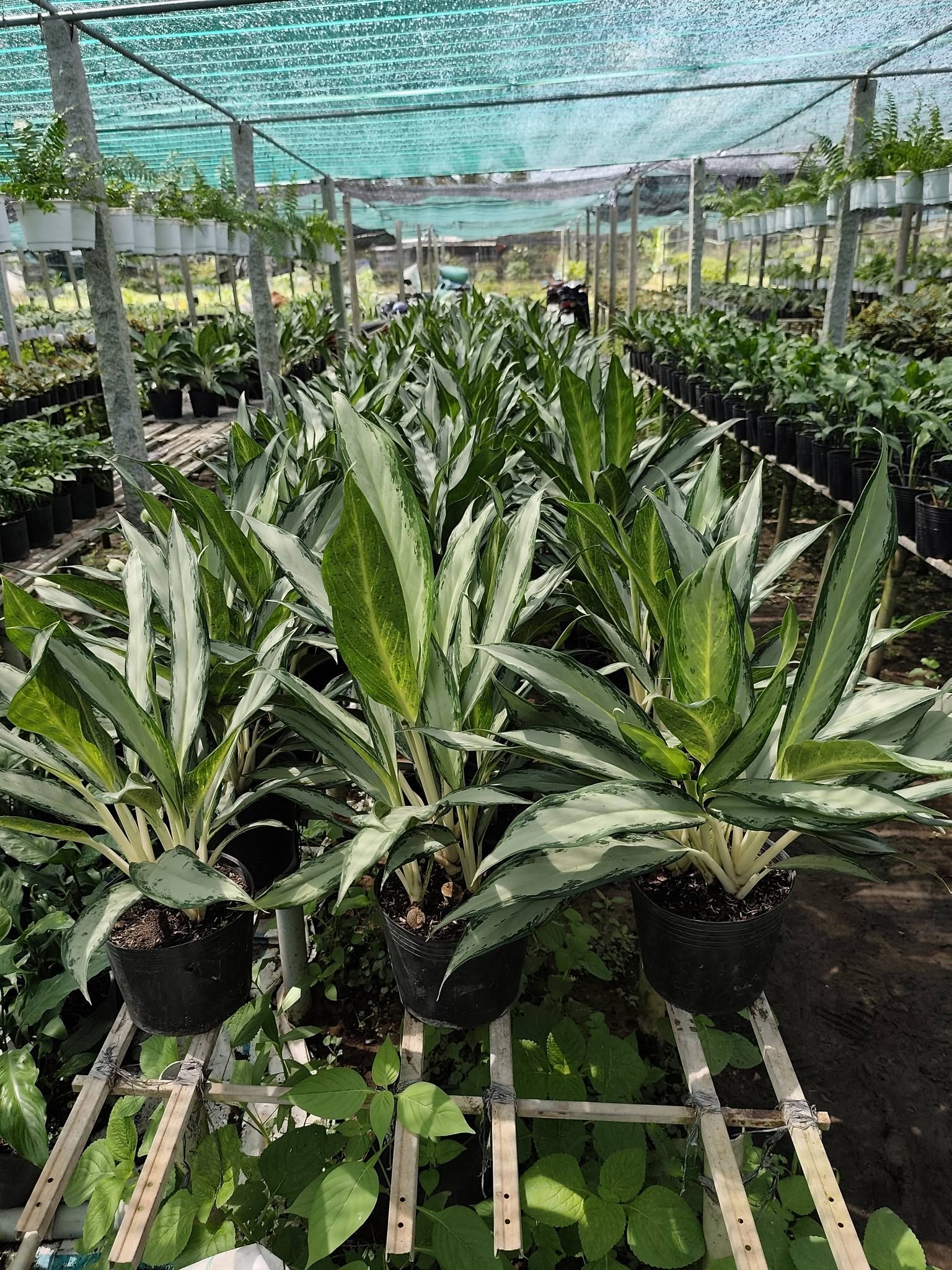 Cây Giữ Tiền ảnh 5