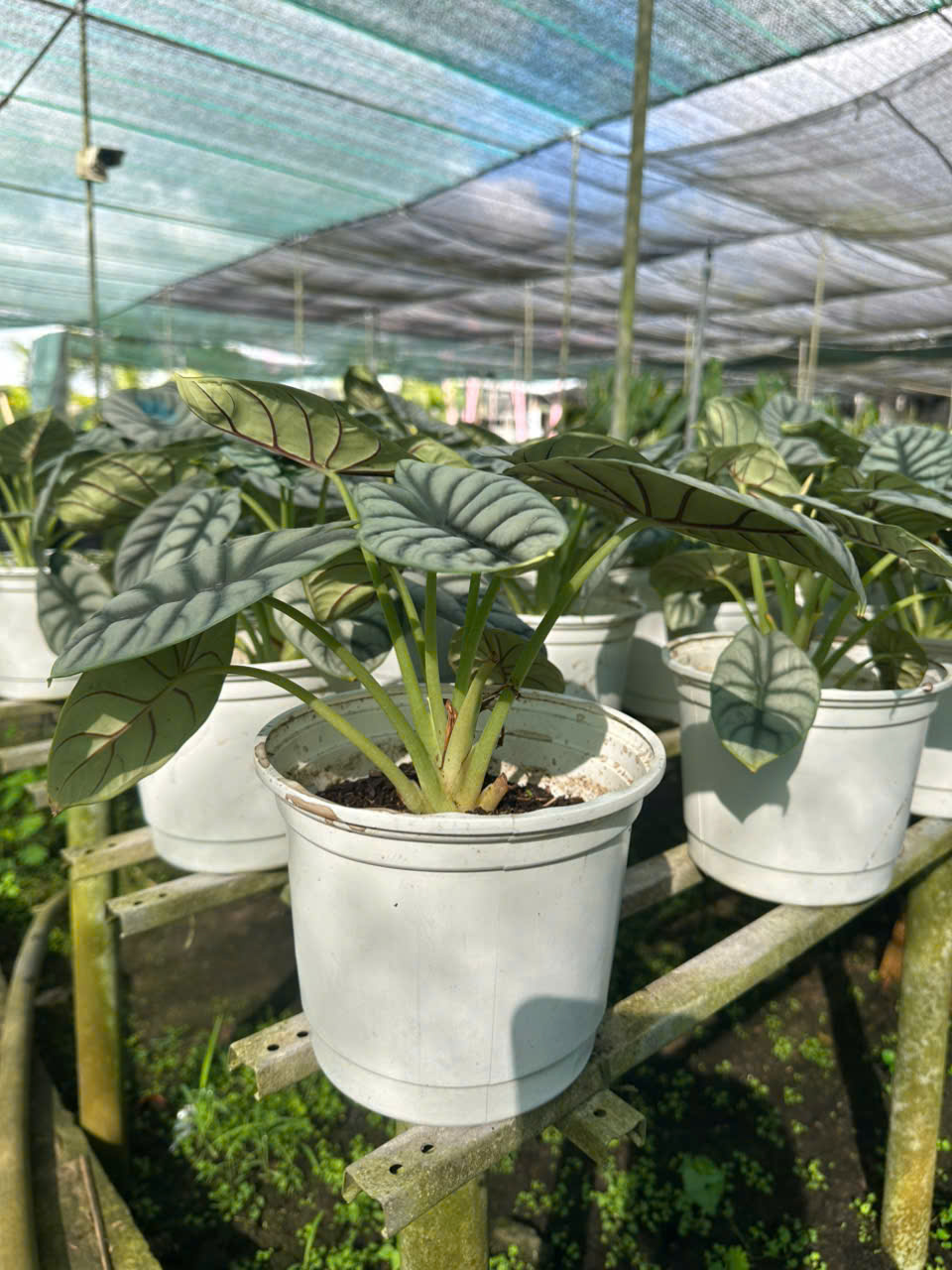 Cây Rồng Bạc ảnh 6