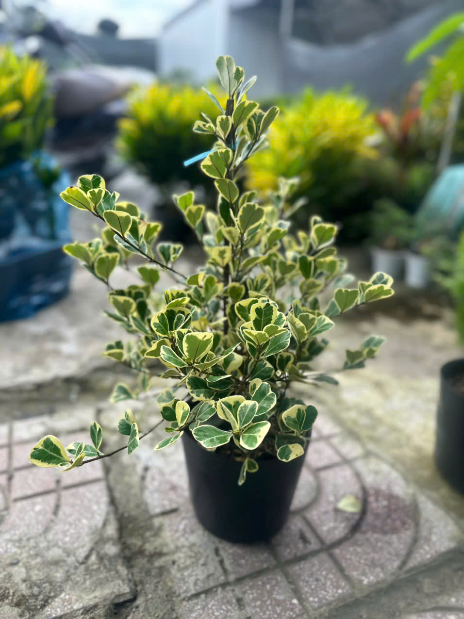 Cây Bàng Tam Phúc ảnh 5