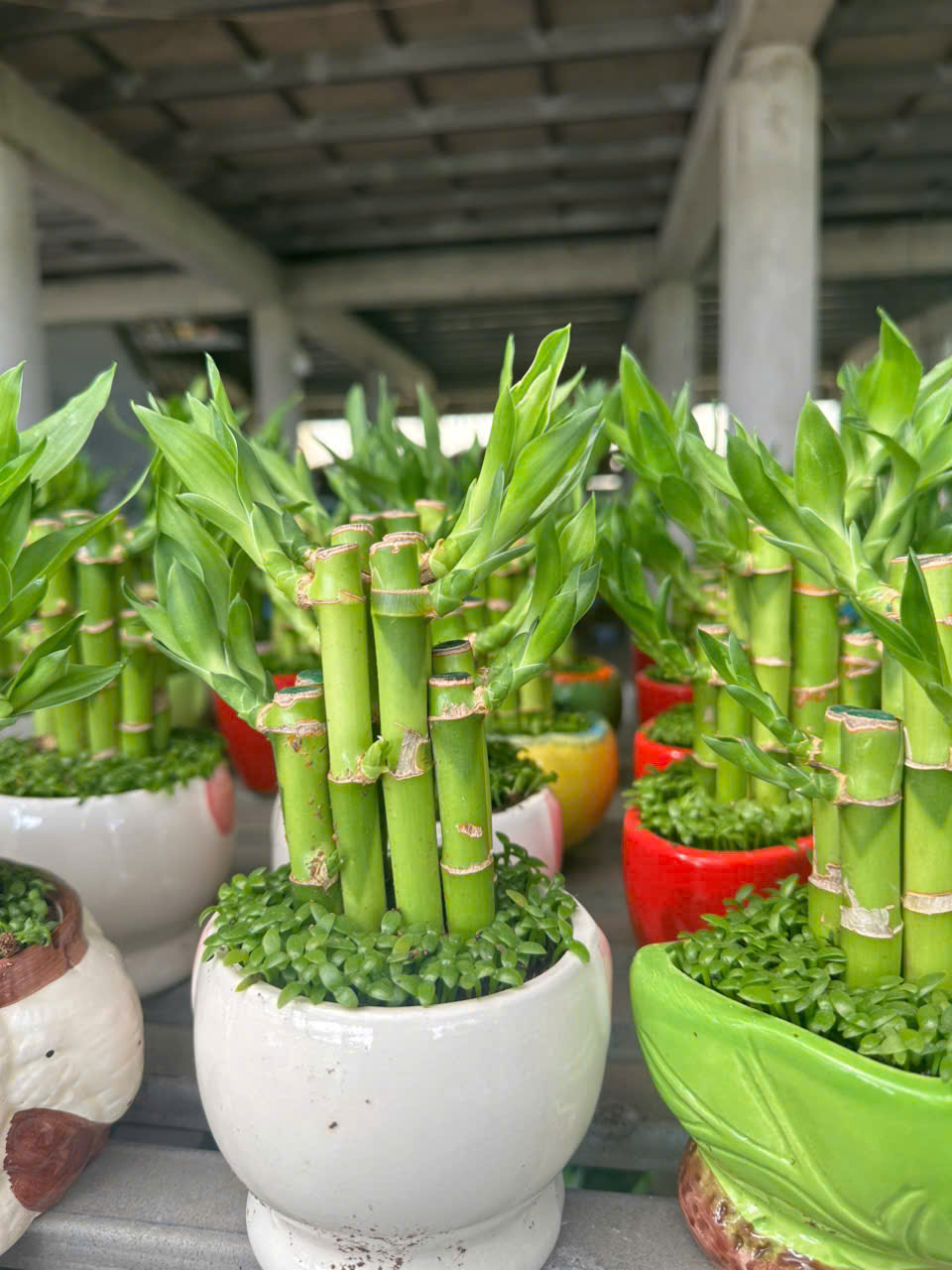 Cây Trúc Phát Tài ảnh 4