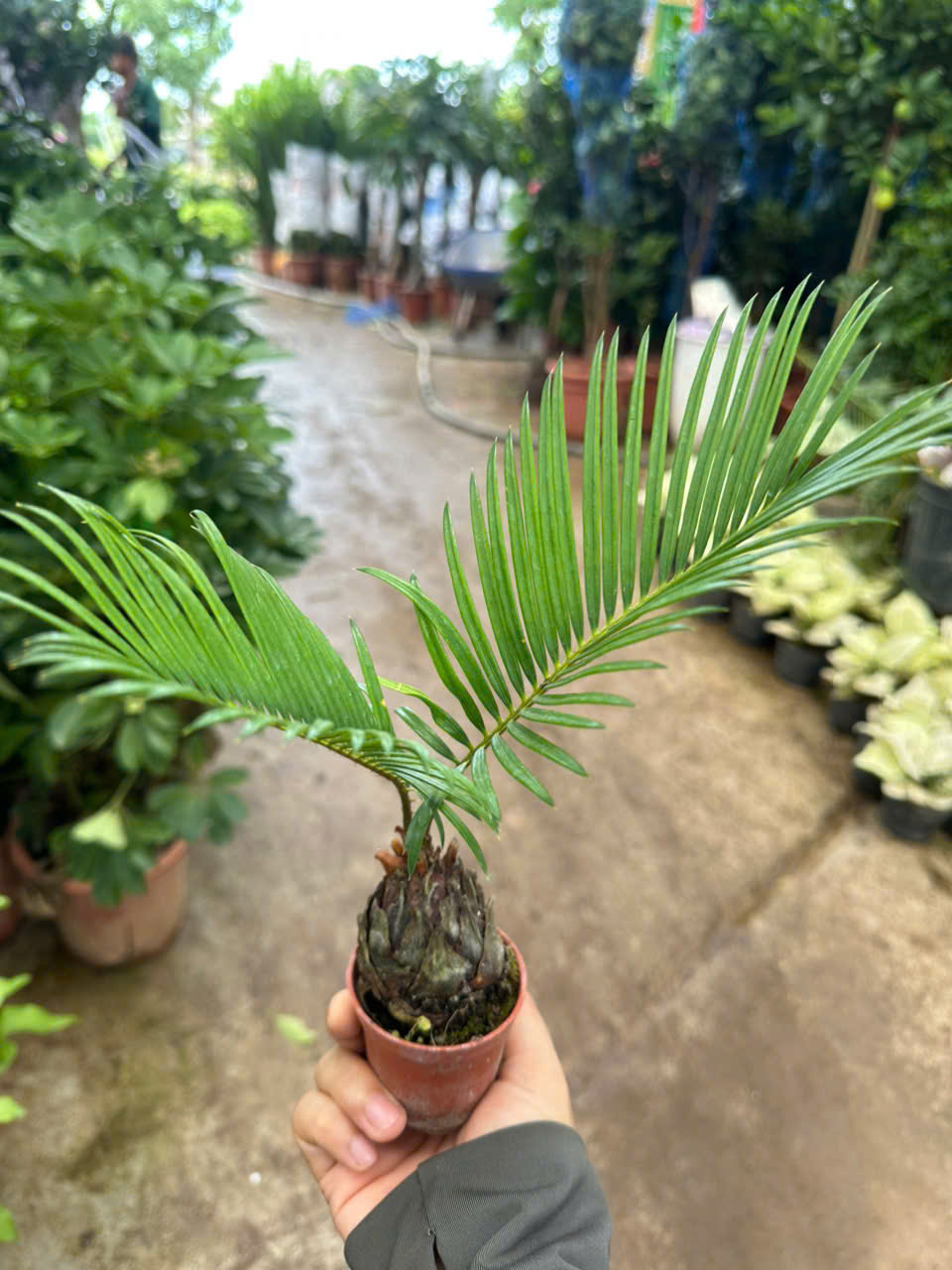 Cây Vạn Tuế Mini ảnh 5