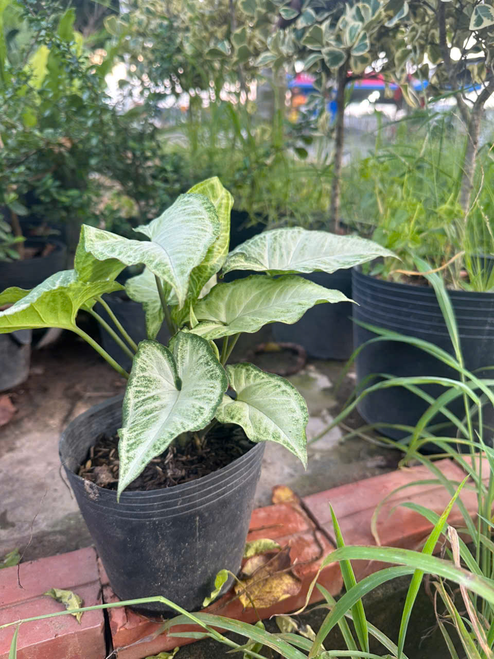 Trầu Bà Trắng ảnh 3