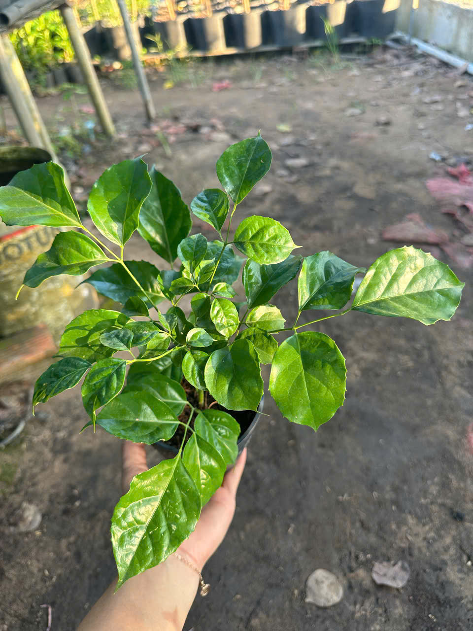 Cây Hạnh Phúc ảnh 4
