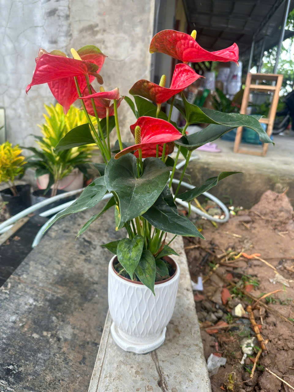 Cây Hồng Môn ảnh 4