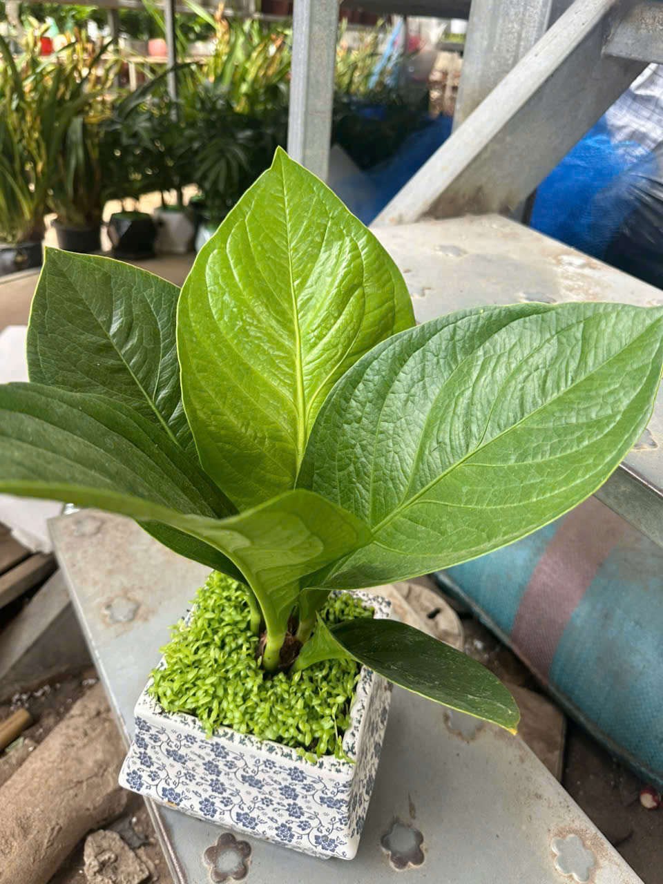 Cây Giáng Tiền – ANTHURIUM JENMANII