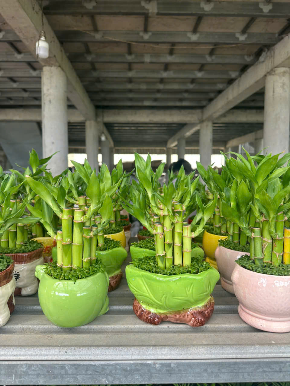 Cây Trúc Phát Tài ảnh 3