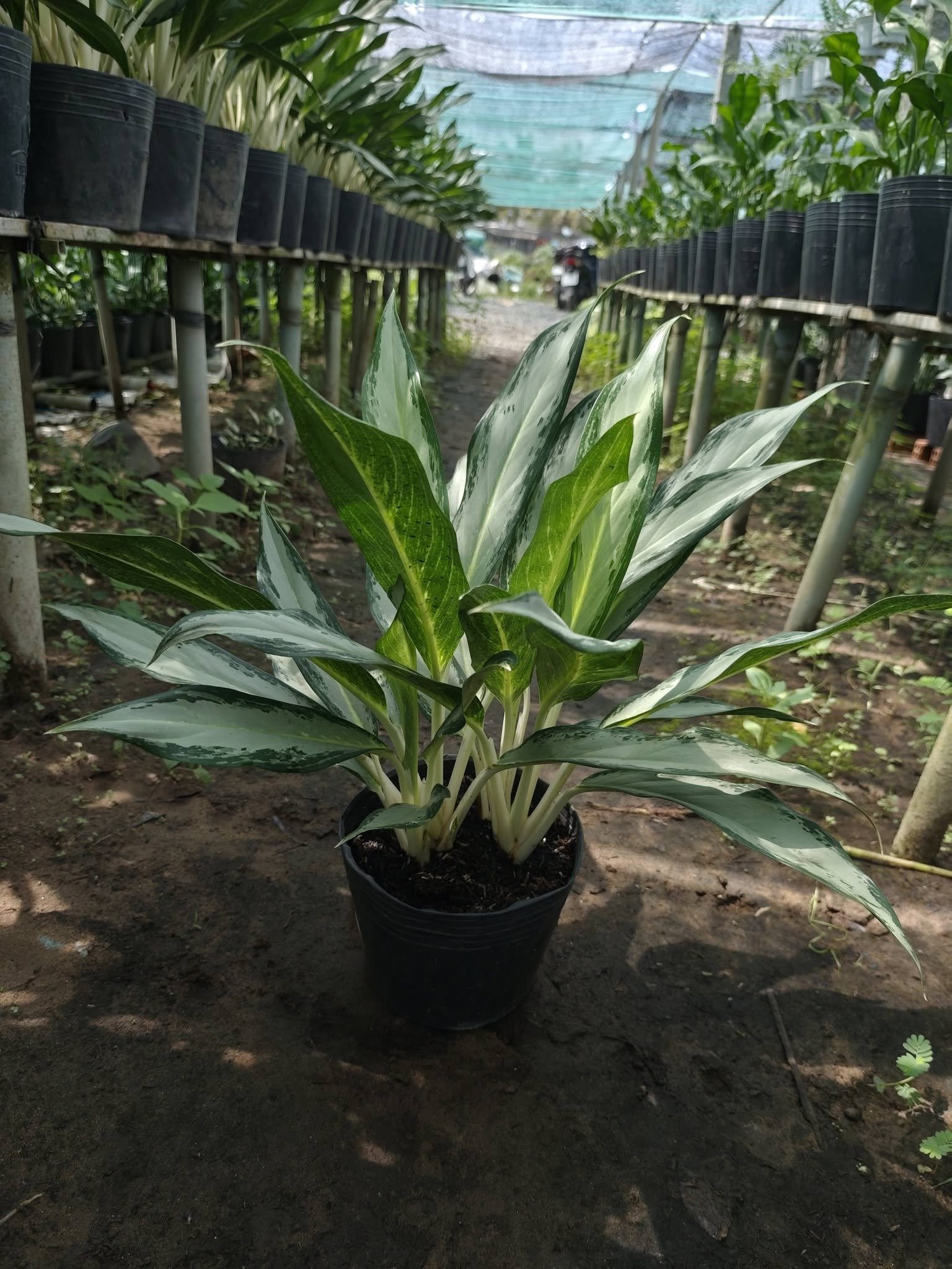 Cây Giữ Tiền ảnh 4