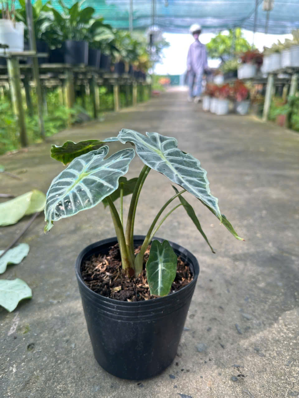 Cây Môn Quan Âm  ảnh 2