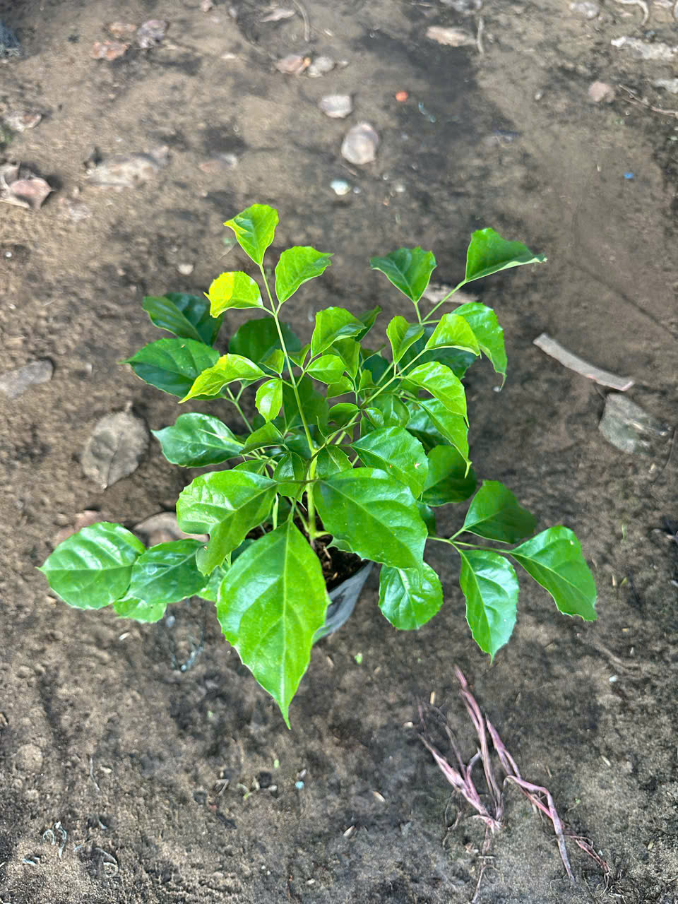 Cây Hạnh Phúc ảnh 6