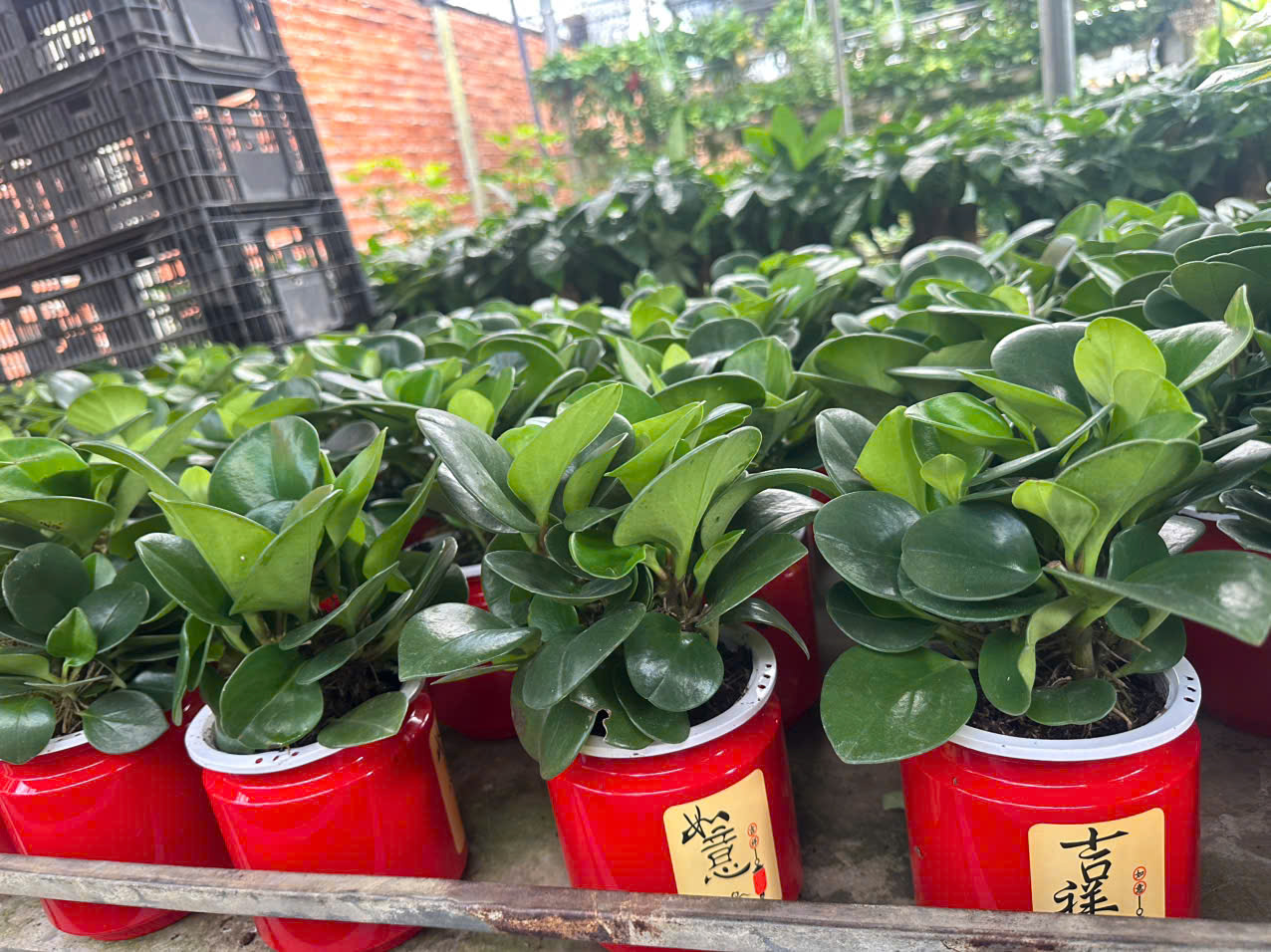 Cây Trường Sinh ảnh 2