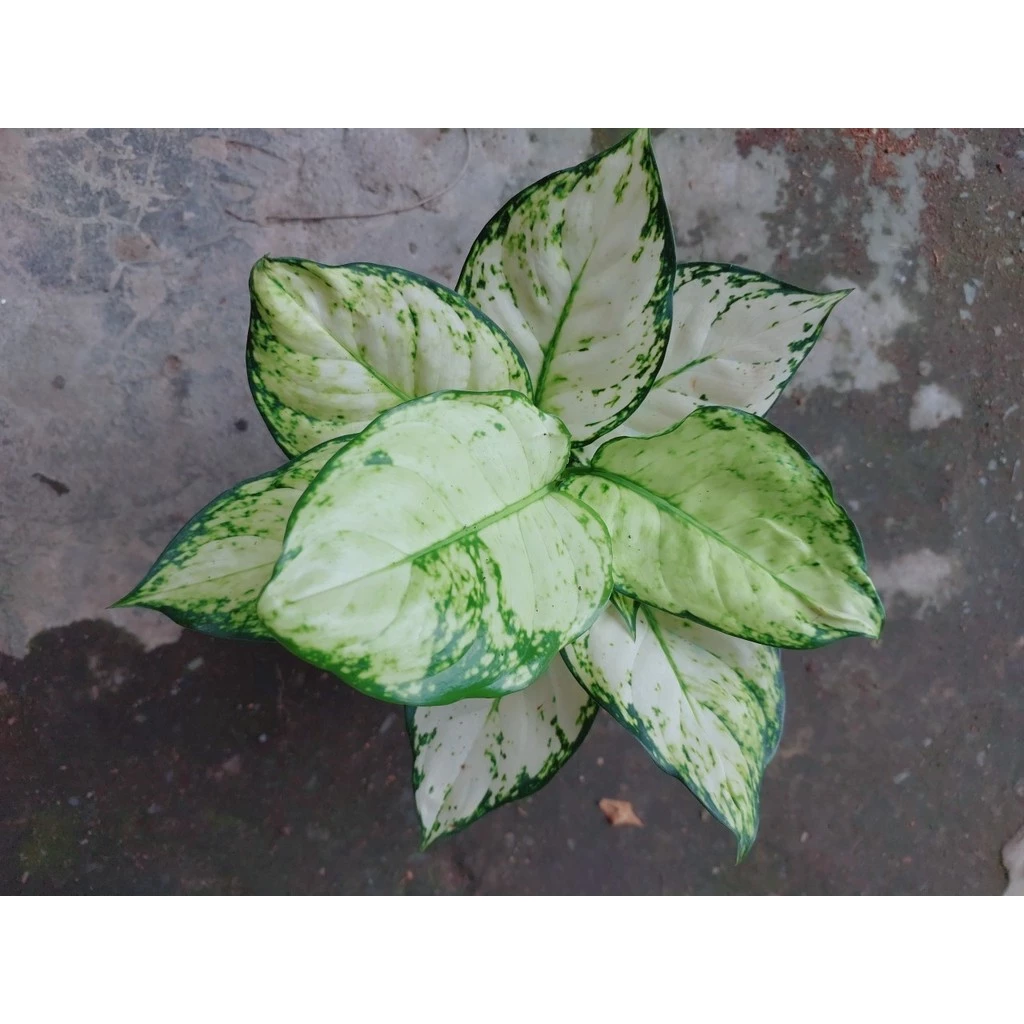 Cây Vạn Lộc Trắng ảnh 4